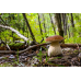 Мицелий Белого гриба елового / Боровик (Boletus edulis)